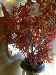 JAPANESE FALL MAPLE BRANCH -SALE