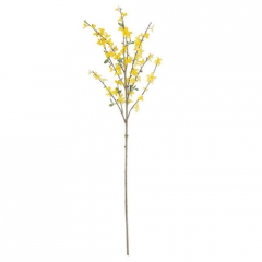FORSYTHIA STEM