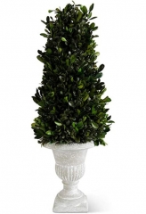 CONE TREE BOXWOOD TOPIARY IN GRAY WASH URN