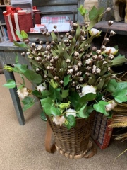 CREAM BUD BUSH
