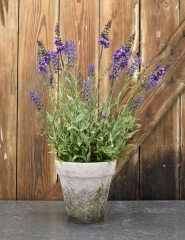 POTTED LAVENDER