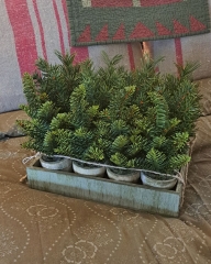 EVERGREEN NURSERY FLAT - 12 POTS