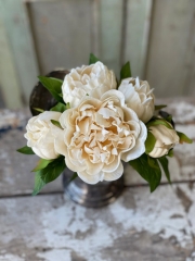 FLORET PEONY BUNDLE - CREAM