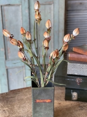 LANTERN BUDS