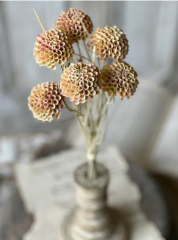 LOLLIPOP DAHLIAS - SHELL - 15"