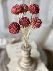 LOLLIPOP DAHLIAS- ARDENT - 15"