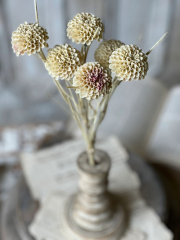 LOLLIPOP DAHLIAS - FLAX - 15"