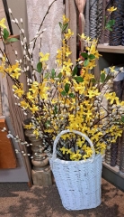 FORSYTHIA STEM