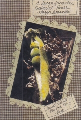 SWEET VELVET PEA POD PIN KEEP